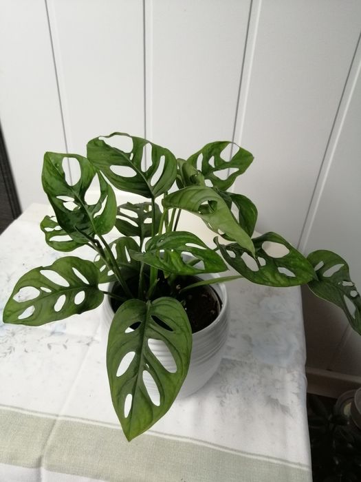 Kwiat Monstera Adansonii (Monkey Mask)