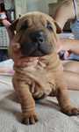 Piesek shar pei z rodowodem zkwp