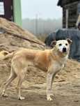 Selena niczym gwiazda do adopcji, za darmo