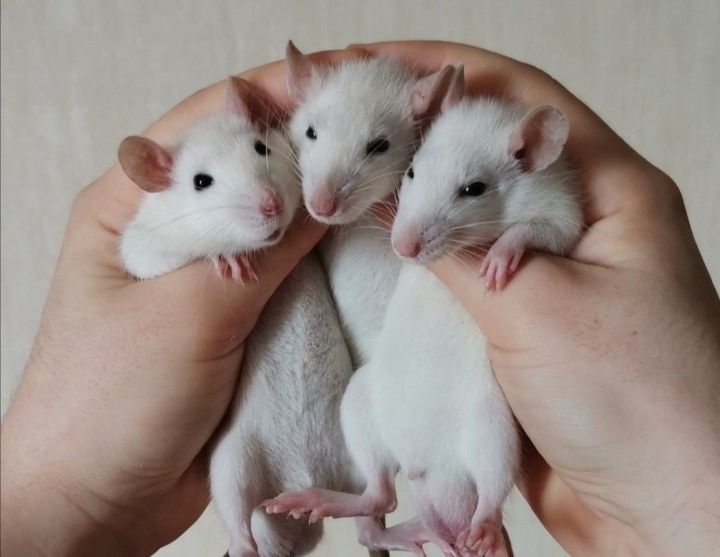 Сіамські ручні щурики.