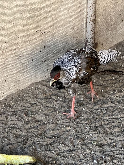 Фазан серебристий