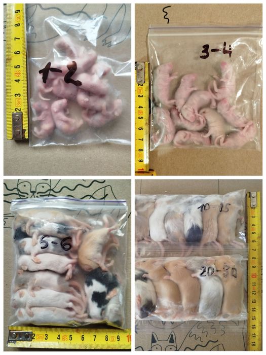 Мышь кормовая. Опушата. Бегунки. Кормовые мыши Корм для рептилий, птиц