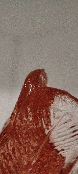 Kura średnia rosalinowa Ząbkowice