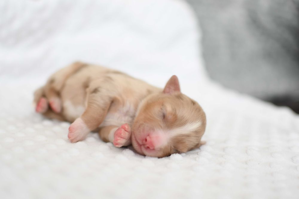 owczarki australijskie