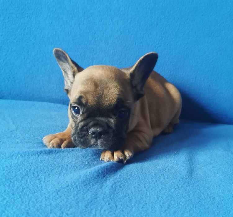 Chłopczyk  Buldog FRANCUSKI !