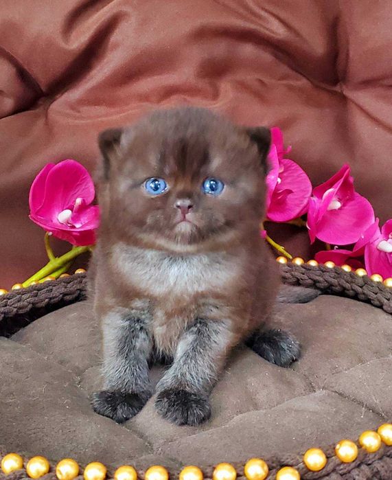 Британський хлопчик Чорний діамант