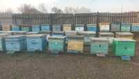 Продам бджолосім'ї  разом з вуликами ,можливо  окремо, рамка
