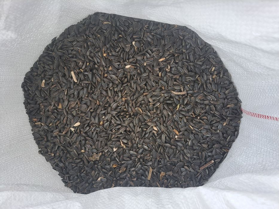 WYSYŁKA Słonecznik 2025 ziarno ładne grube suche 20kg woreczek