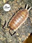 Protracheoniscus sp dark red China (ex.Porcellio) isopody prosionki 10