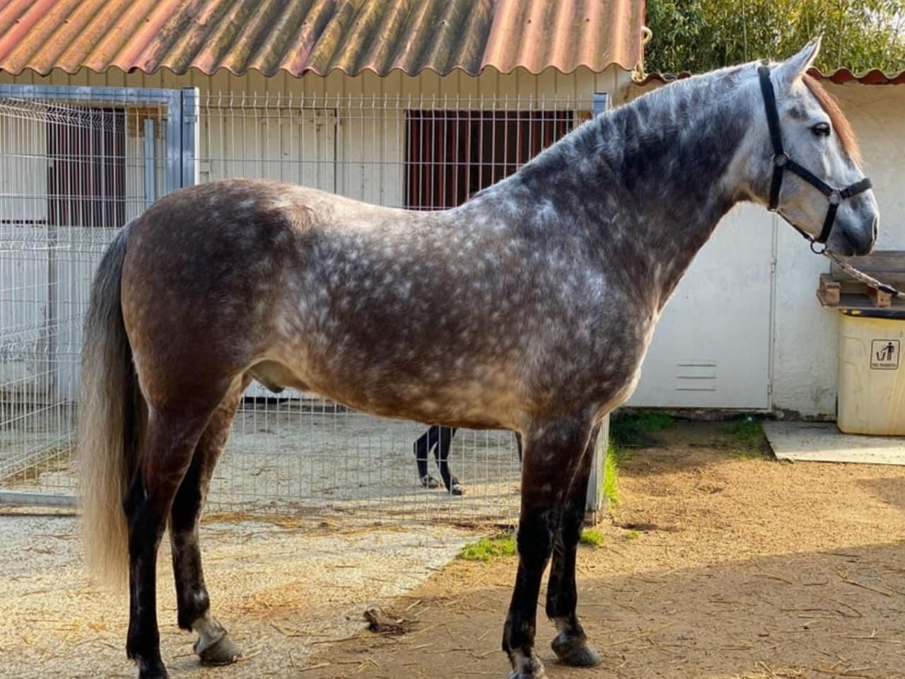 Cavalo PRE nivel doma SI-II, Saint George, das melhores origens
