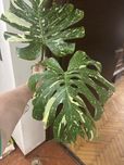 Olbrzymi szczyt monstera Thai Constellation XXL