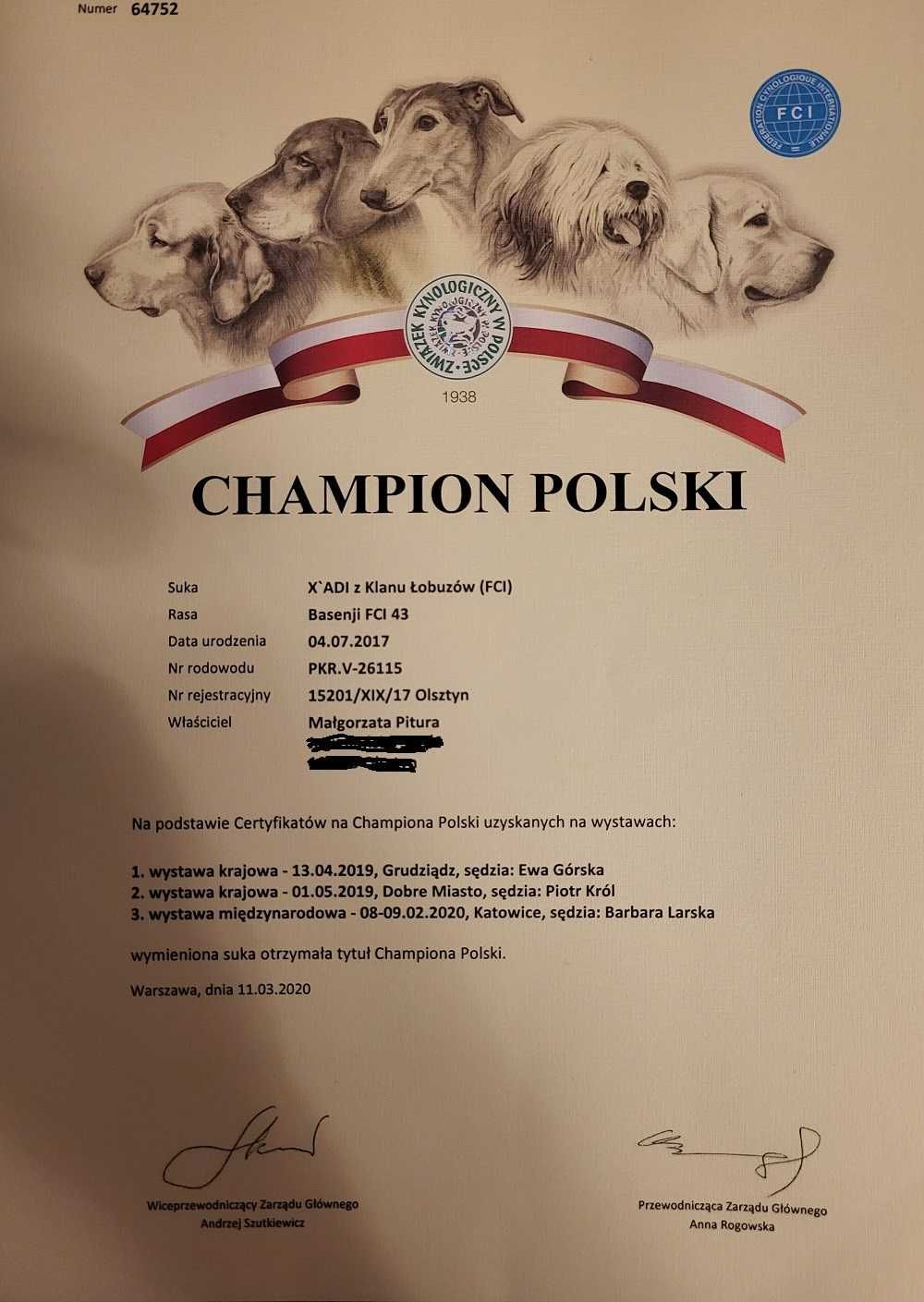 Basenji zapowiedź letniego miotu. Rudo białe i pręgowane po championie