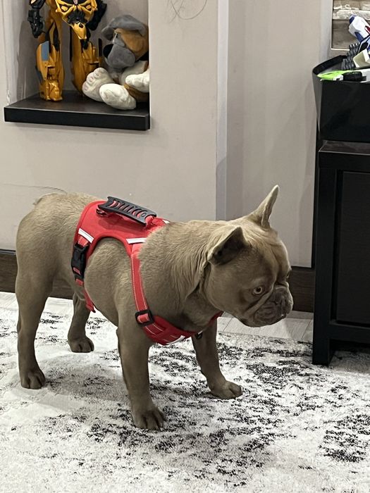 Французький бульдог, вʼязка