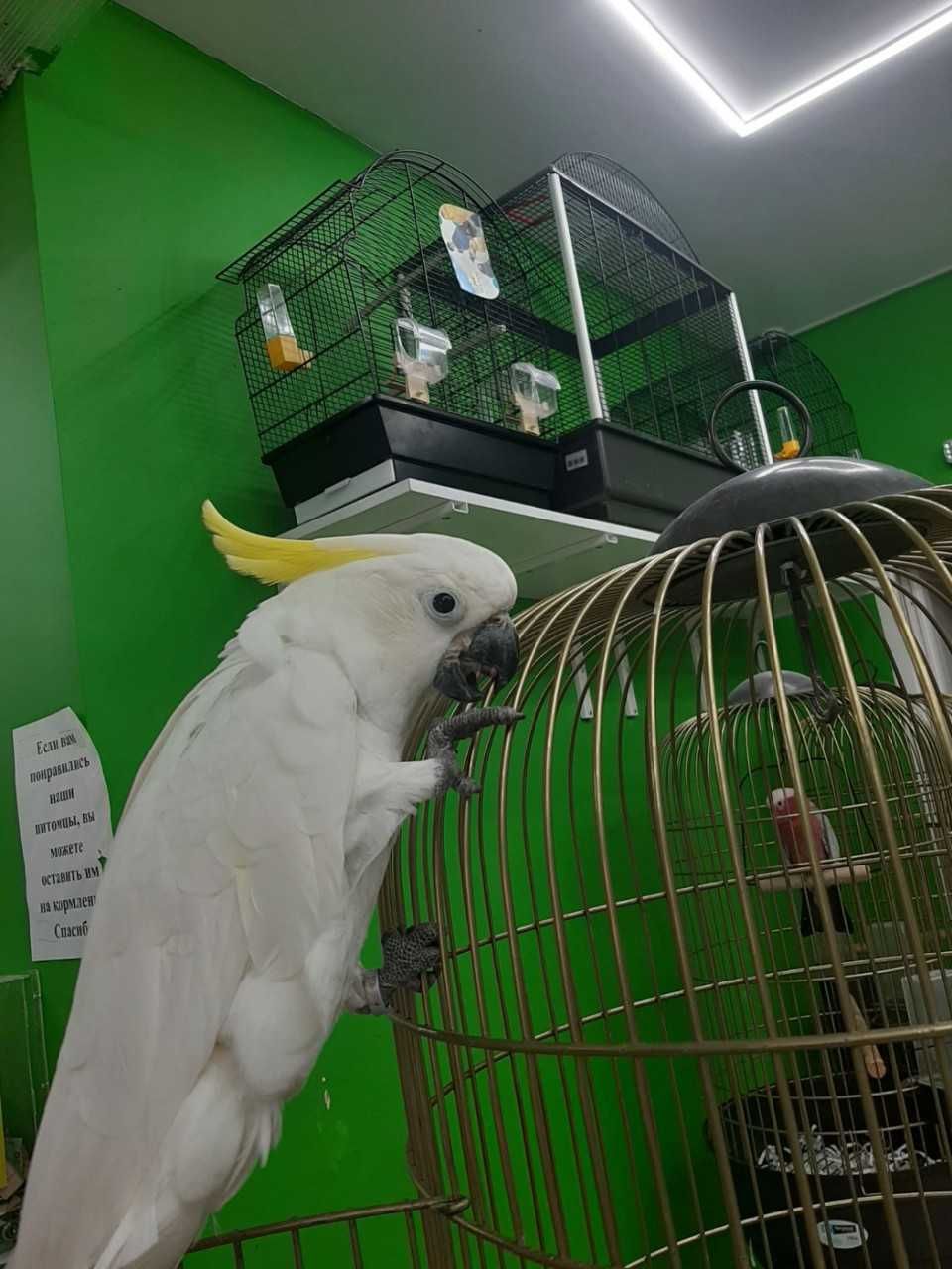 Домашний попугай Какаду желтохохлый, окольцованный птенец