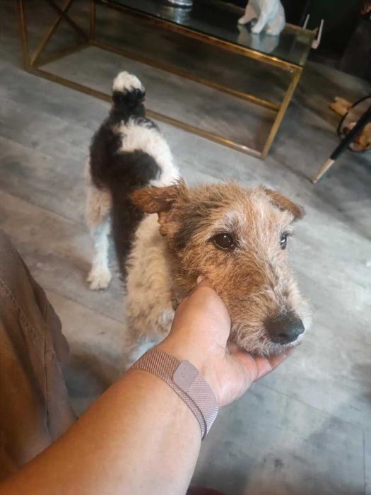 Kochany, bezdomny, bardzo pragnący miłości foxterier szuka domku