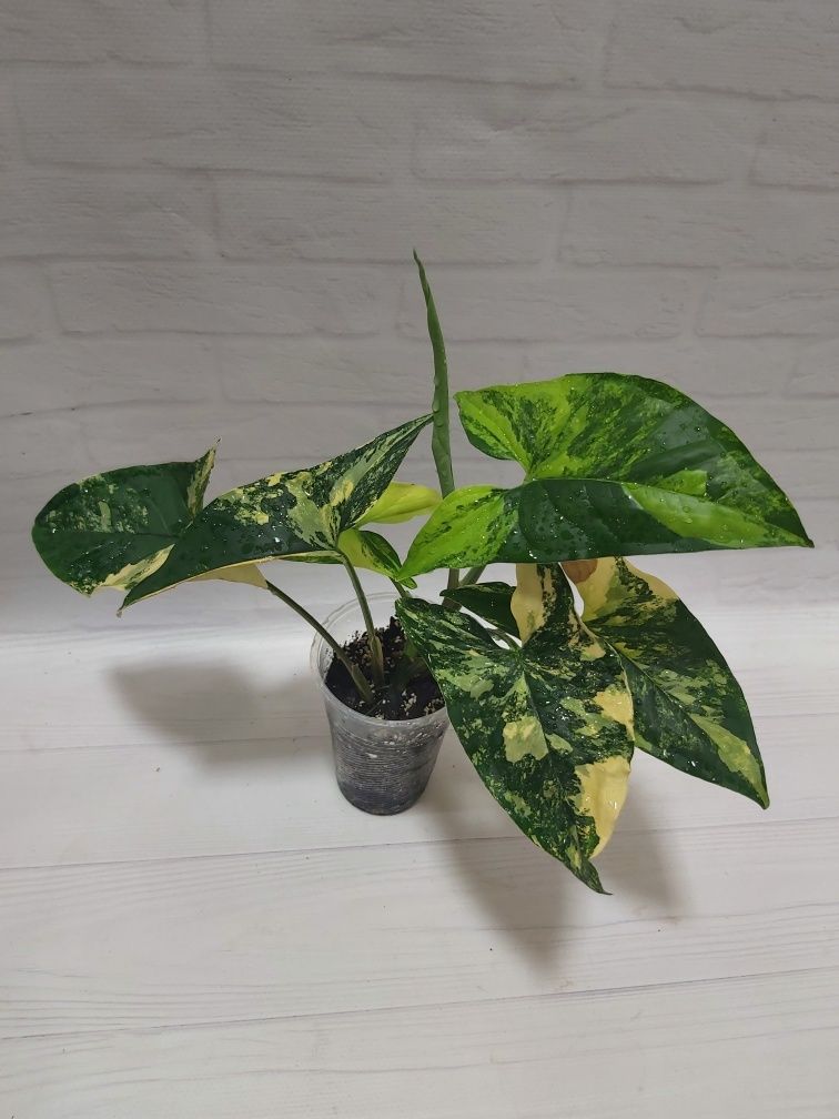 Сингониум Podophyllum Ayrea var.