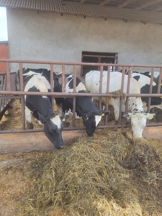 Jałówki cielne 2 sztuki