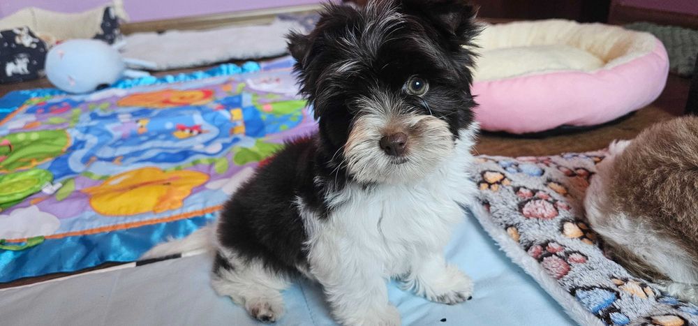Yorkshire terrier Biro