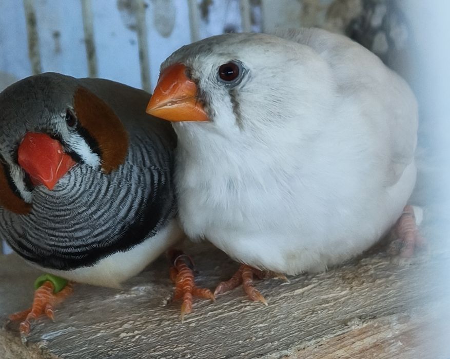 Casal de mandarins para Cedência