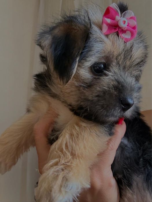 Yorkshire terrier femea
