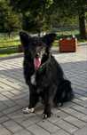 Mieszanka owczarka niemieckiego z border collie