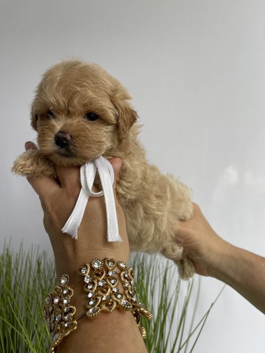 VIP Мальтипу F1 — Пухнасті дівчатка та хлопчик хочуть до вас