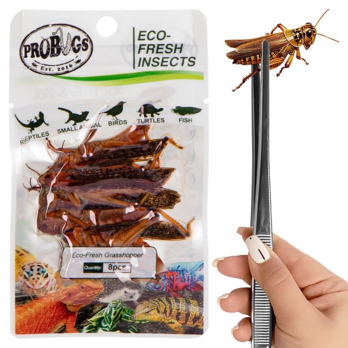 ProBugs Eco - świeże koniki polne 15 saszetek