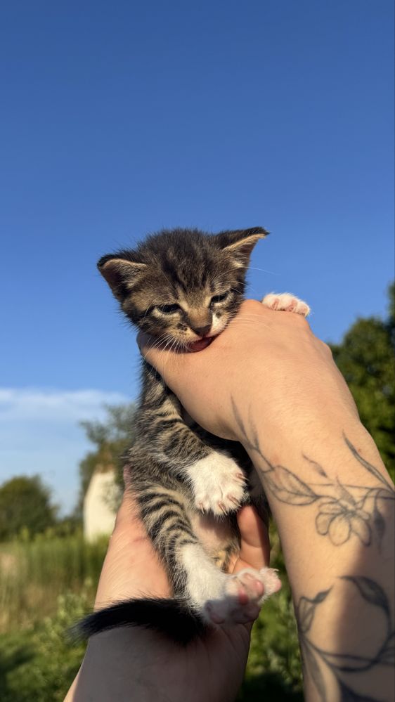 Maly kotek za darmo
