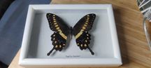 Motyl Papilio lormieri w mini gablotce