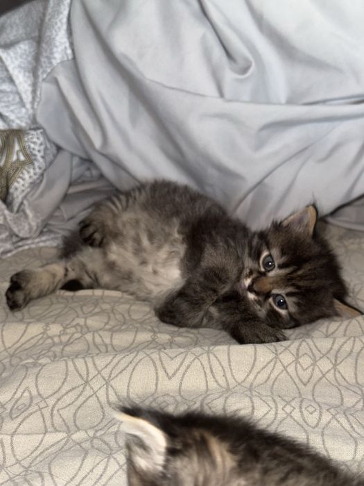 Віддам кошенят в люблячі руки