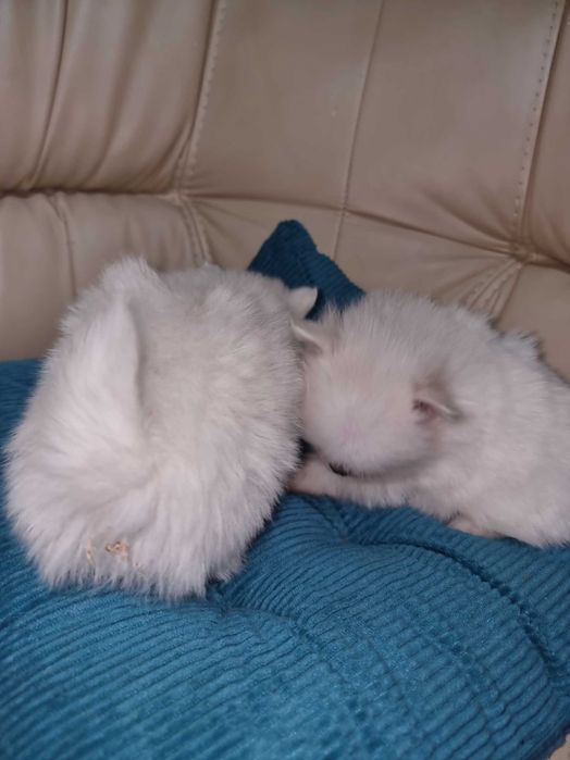 Шпиц с размером горошка