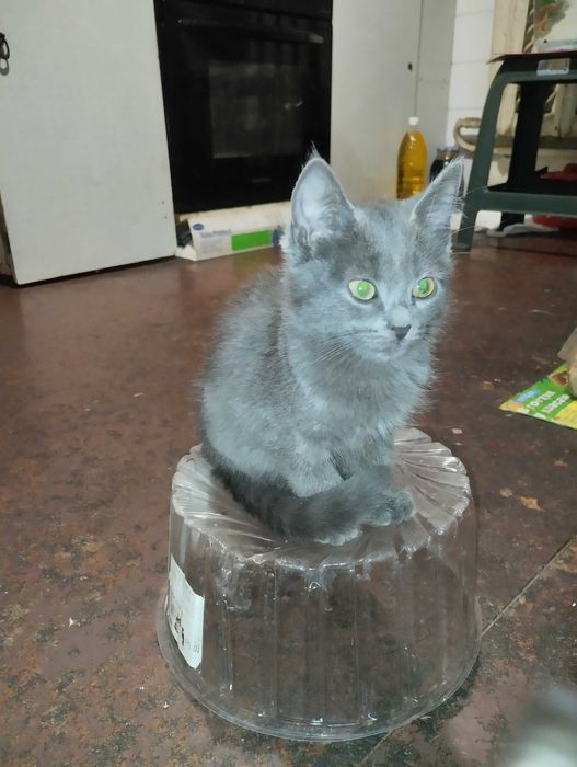 Кошенята безкоштовно