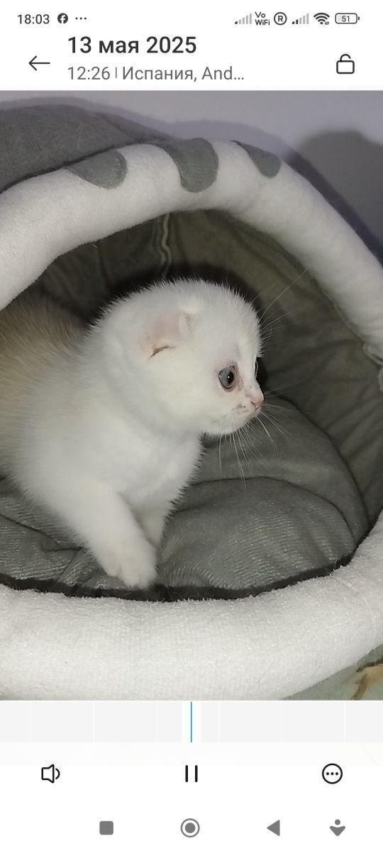 Gatinho para venda