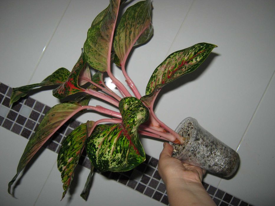 аглаонема 10 карат есть много других сортов детки от 350грн