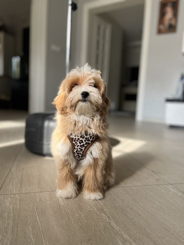 Piesek maltipoo maltańczyk pudel toy czerwony