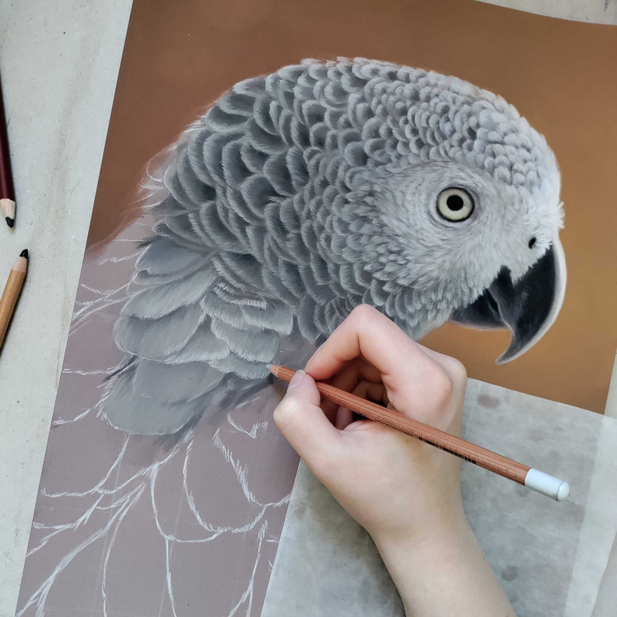 Rysunek praca artystyczna portret szarej papugi żako A3