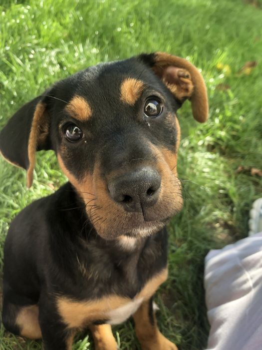 Oddam suczke w dobre ręce