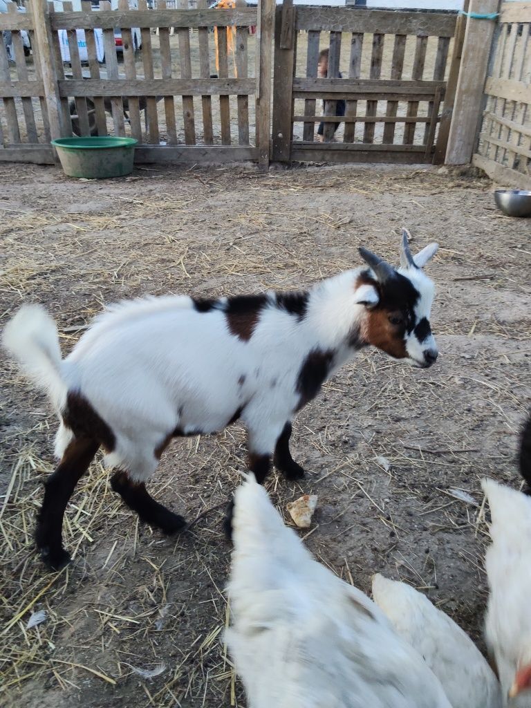 Cabrito anão - 3 meses