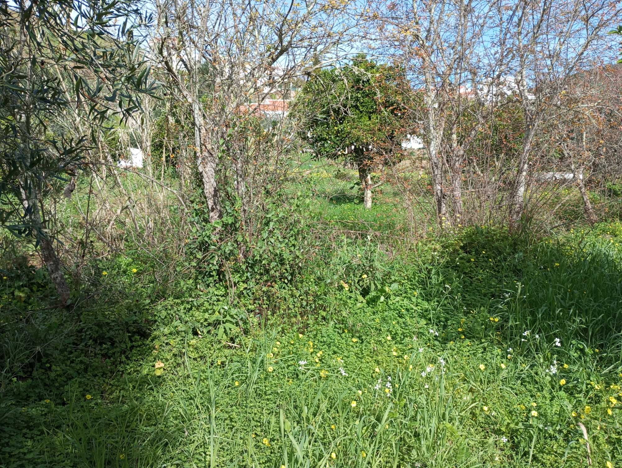 Terreno numa aldeia