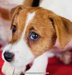 Piękna  suczka Jack Russell Terrier ZkwP FCI.