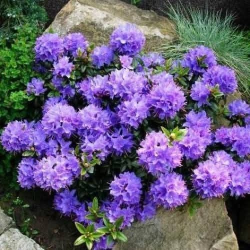 Родондрон блю тіт