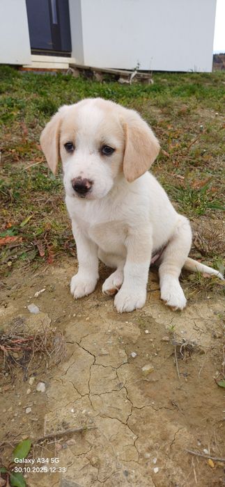 Oddam pieski za darmo