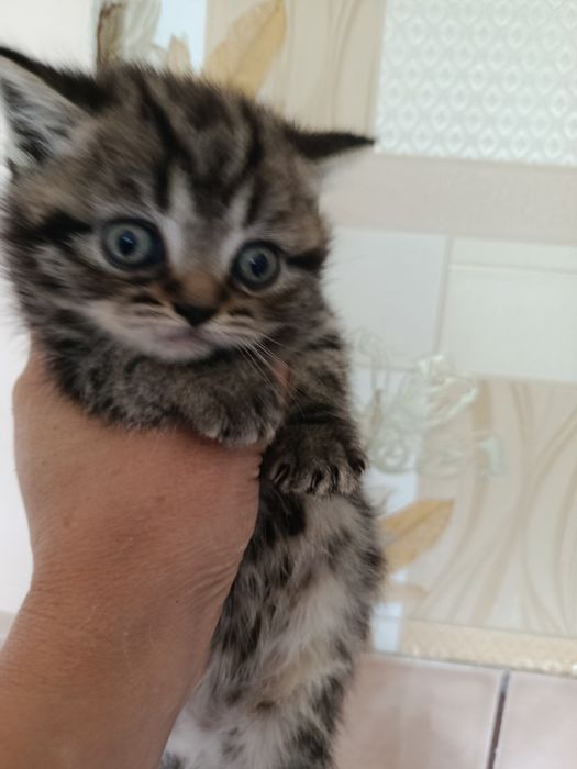 Девочка скоттиш страйт