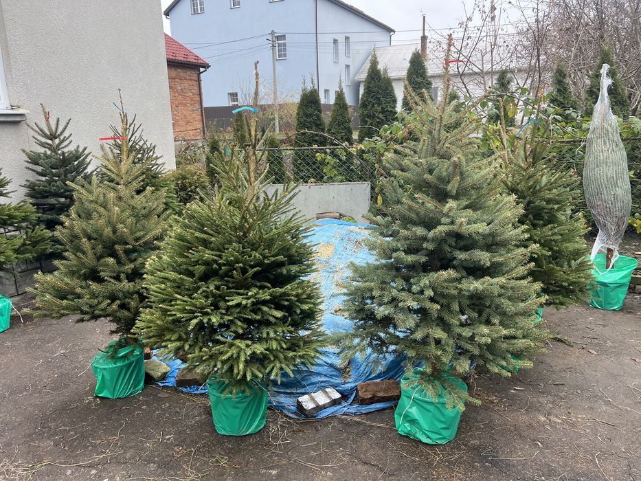 Ялинка в горшику. 1-2м.