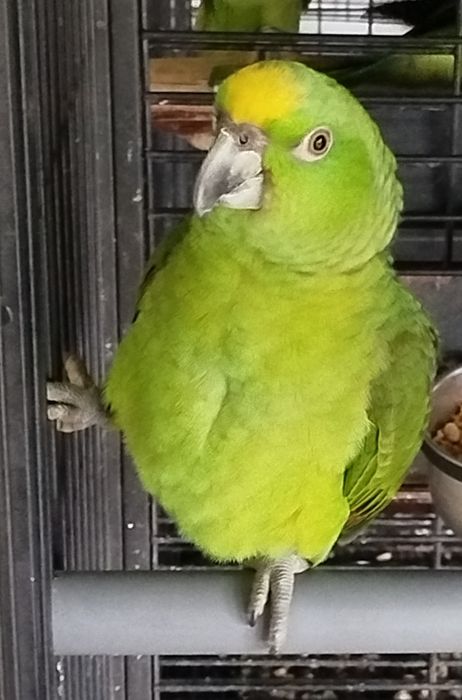 Amazonas auropalliata