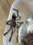 Ptasznik Avicularia Boa Vista