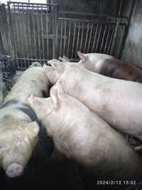 Продам свині вагою 140-170кг ціна 72грн за кг живої ваги.