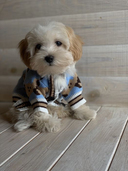 Мальтипу ф1 Boy