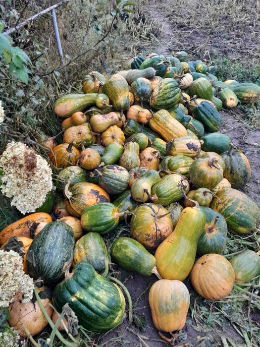 Гарбузи для худоби