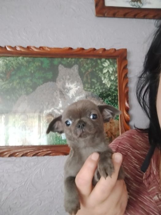 Мамина крихітка любімка